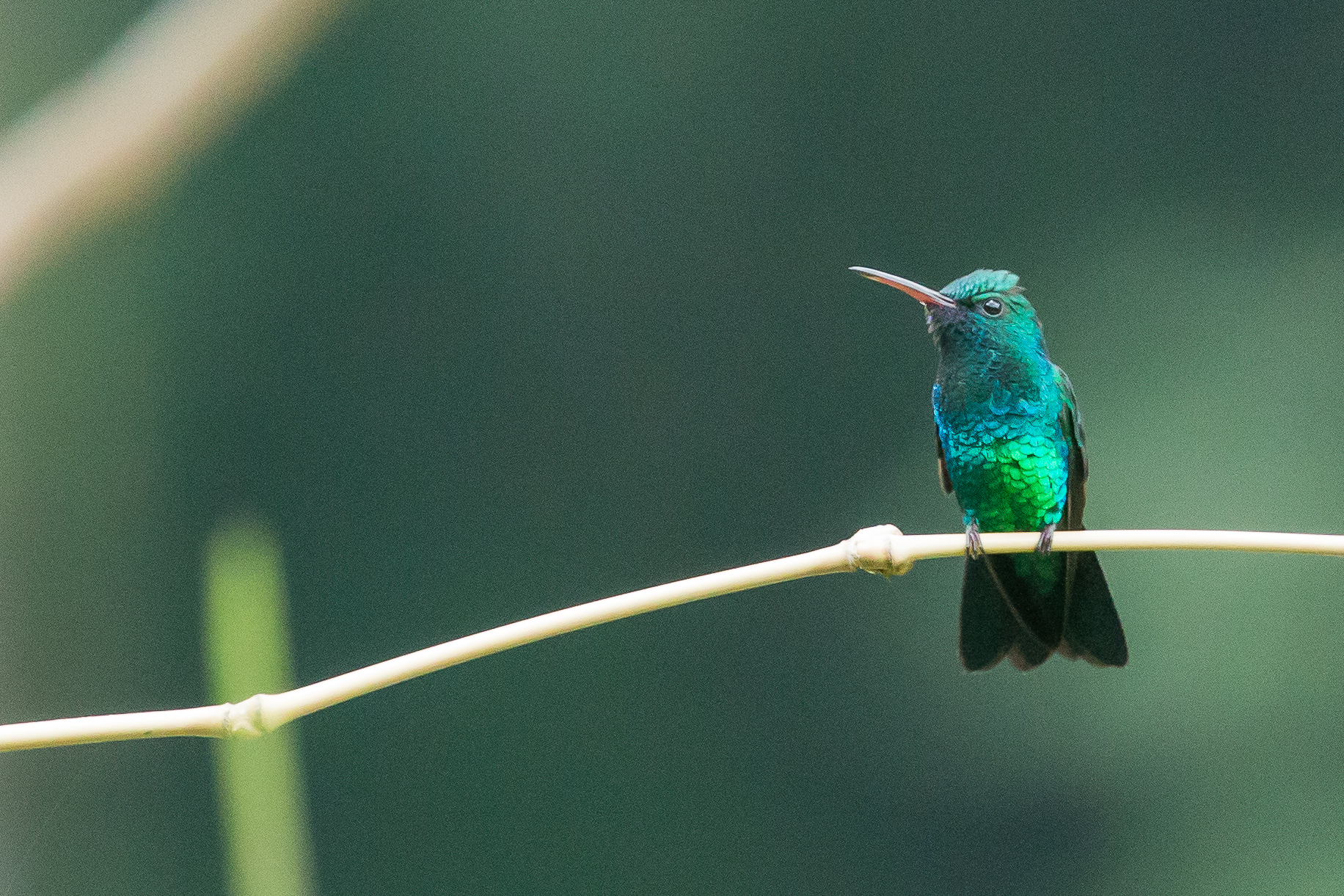 Blue-chinned Saphire